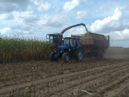В ОАО "Сеньковщина" началась уборка кукурузы на силос.
