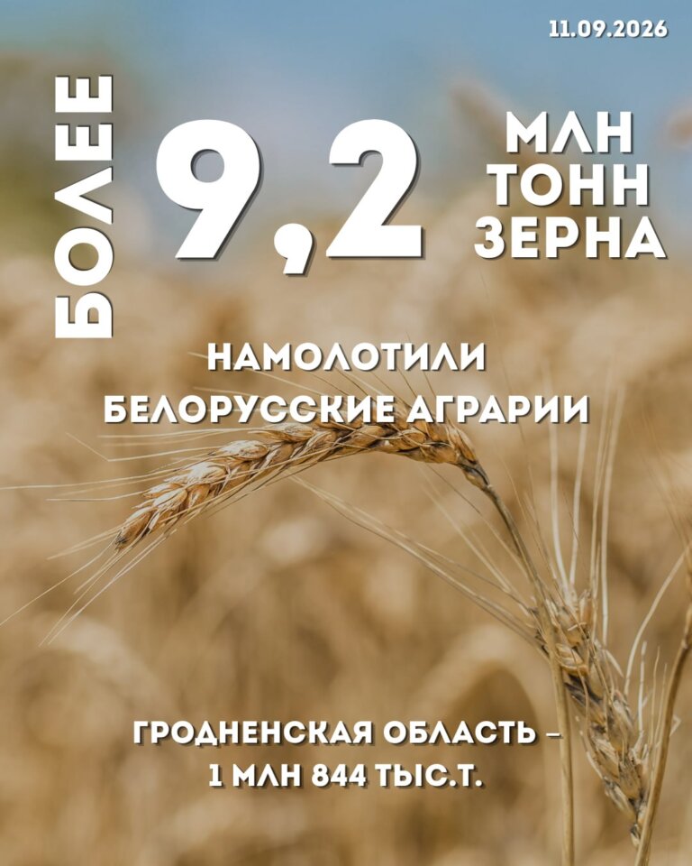 Зерно, свекла и картофель: сбор урожая в Гродненской области